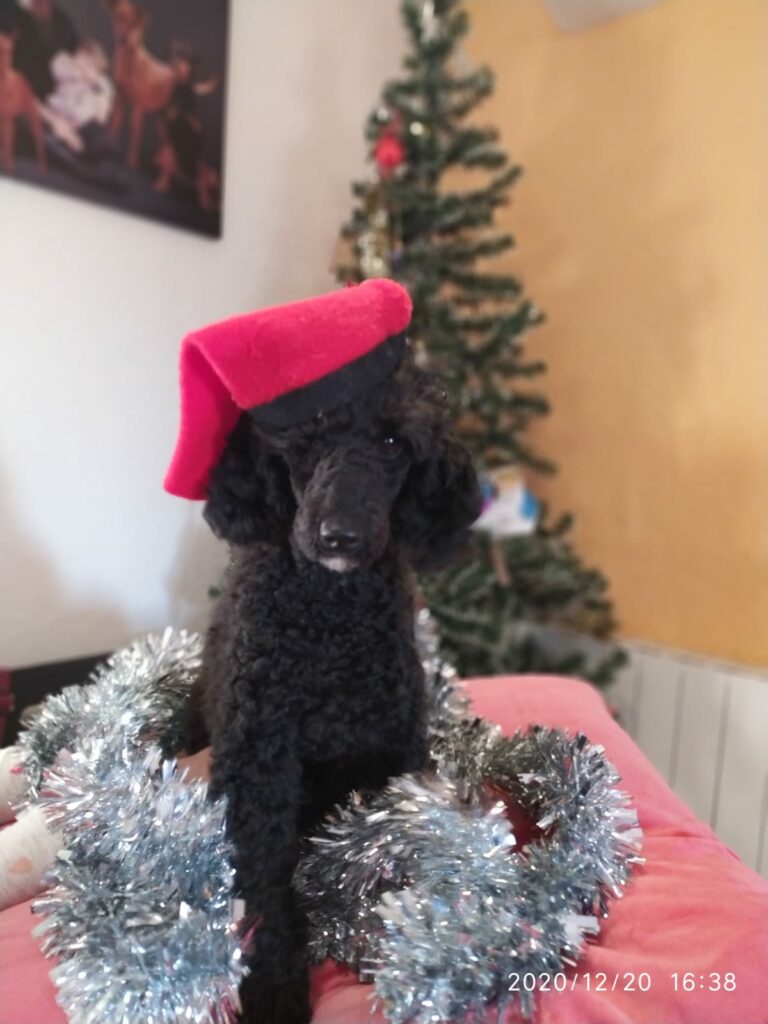 Blue, nuestra primera caniche toy negra
