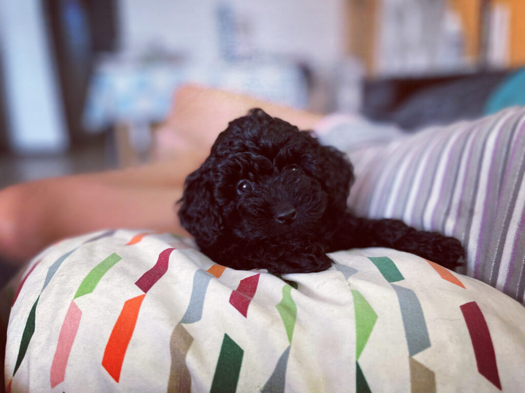 Cachorros de caniche toy de Fire Dreams