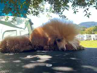 Daniela descansando al aire libre
