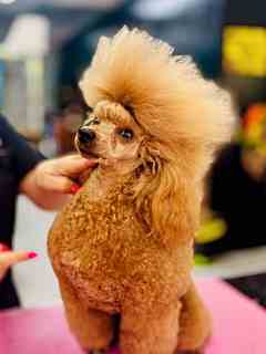 Daniela, Doinusmound Tang, caniche de Fire Dreams