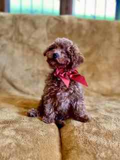 Fanta, nuestra caniche toy roja con un lazo rojo