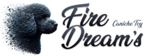 Fire Dreams · Caniche Toy