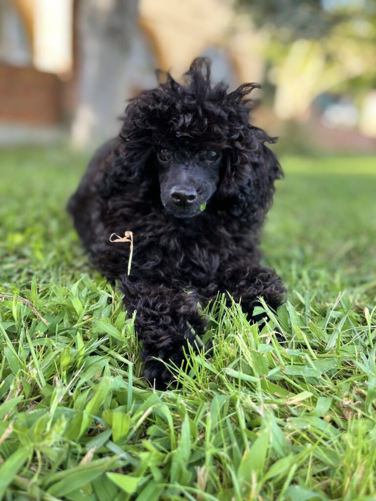 Piña, caniche toy de Fire Dreams, tumbada en el césped